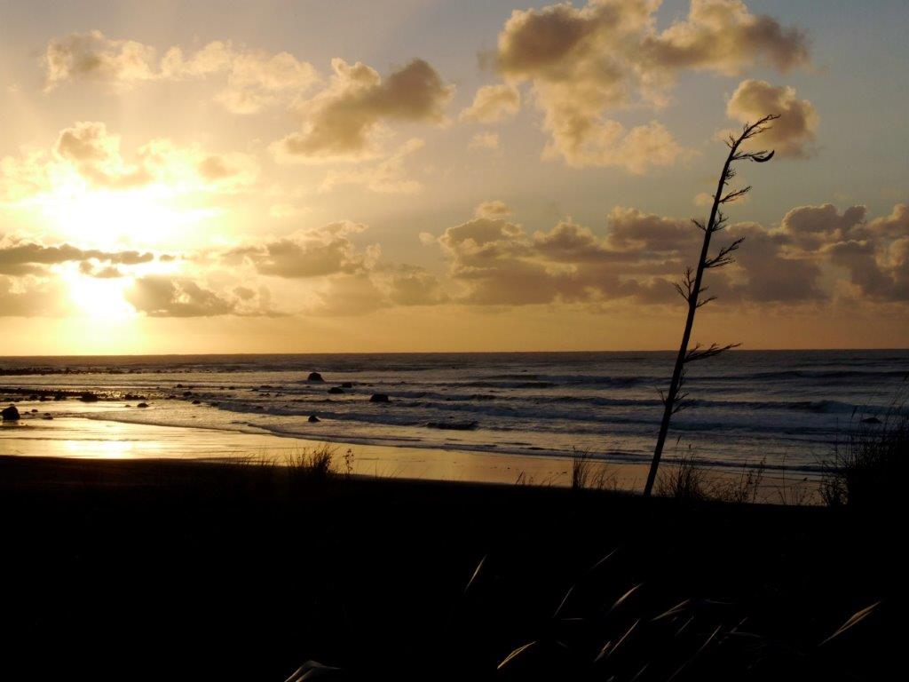 A NZ beach wtih harakeke