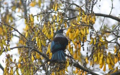 British Medical Journal Open publishes paper about Mana Tū study