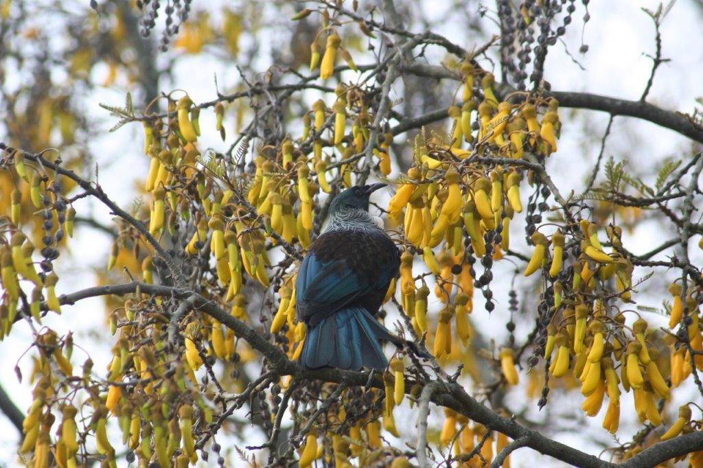 Tūī in a kōwhai tree