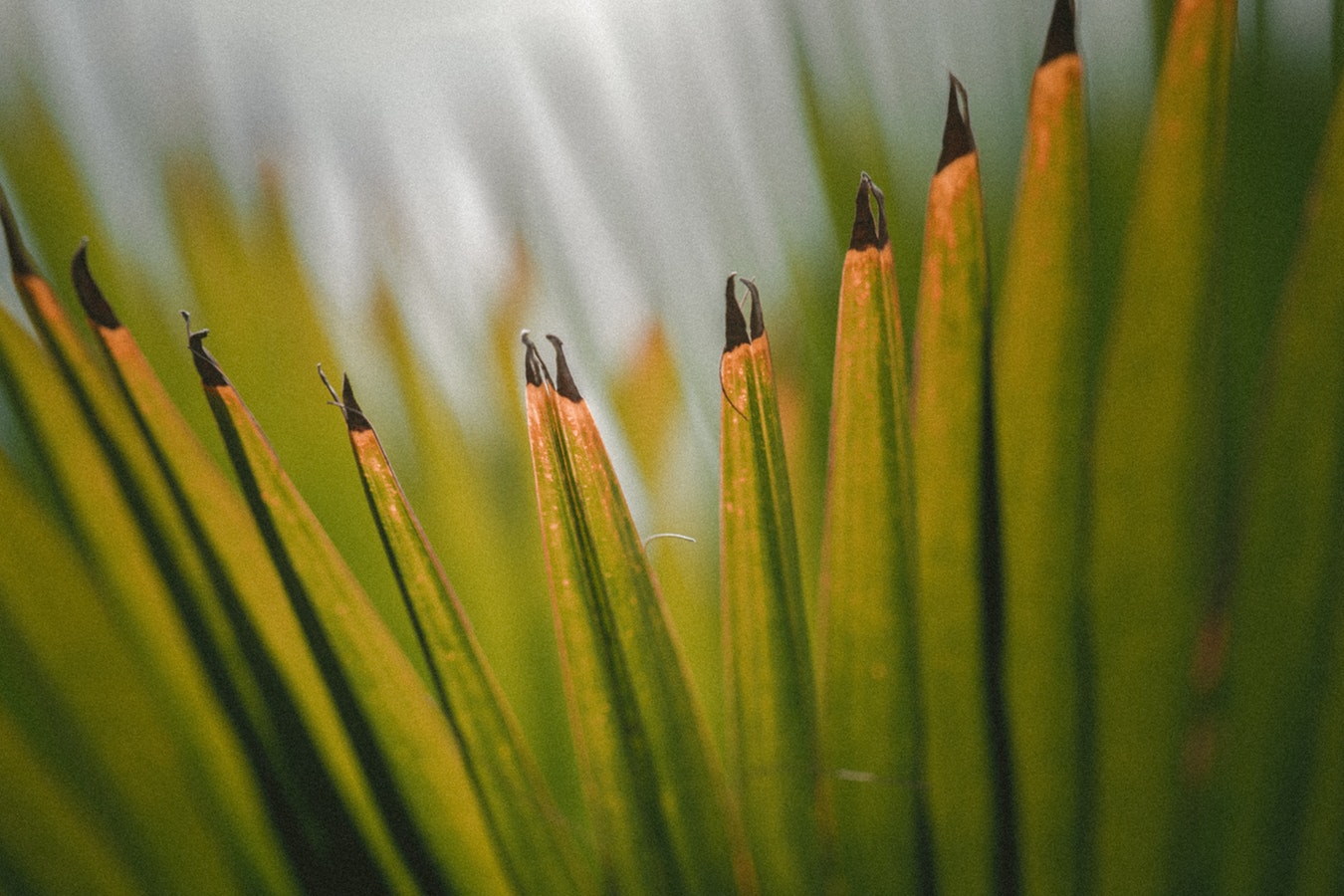 Closeup of a palm