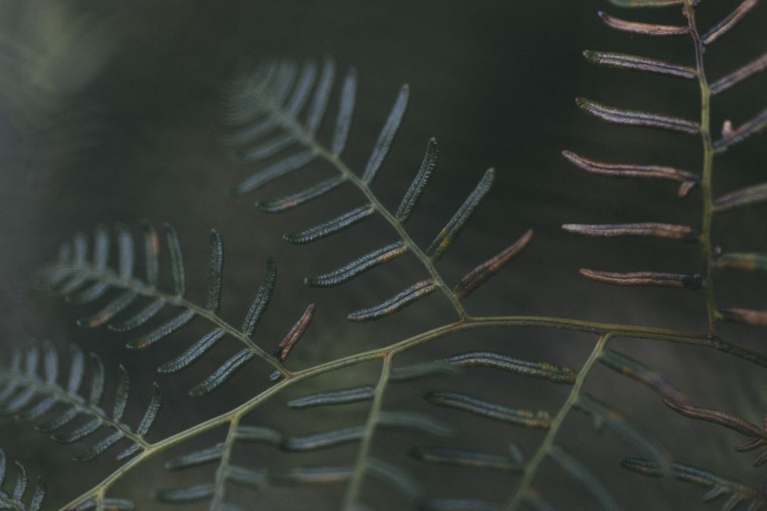 Closeup of bracken