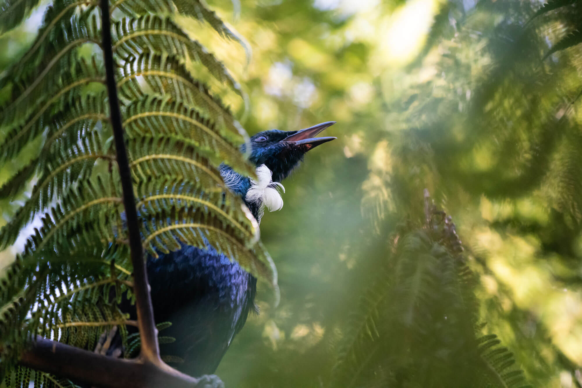 Korero-Mai-Header