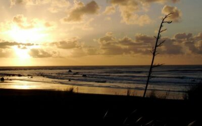 Māori Health Authority and Health New Zealand interim board appointments first step in longer journey